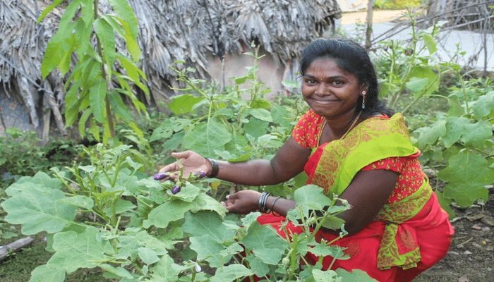 kitchen-garden-for-vegetables